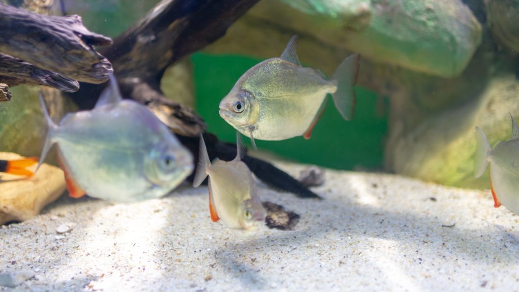 I forgot to wash the substrate, and i have changed the water for 5-6 ... I forgot to wash the substrate, and i have changed the water for 5-6 ...