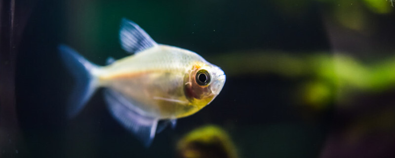 EMERGENCY - Fish are dying | Reef2Reef