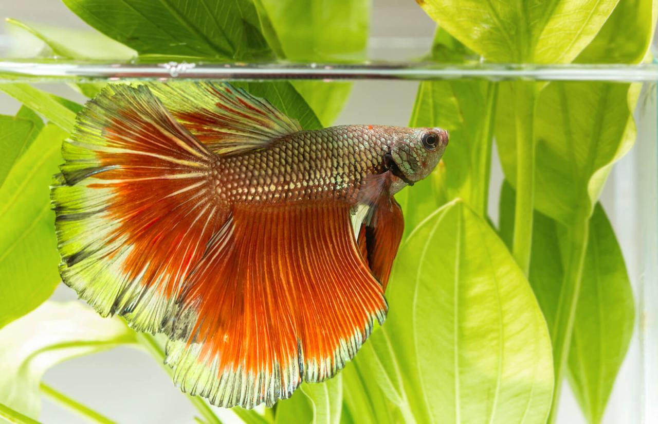 Why Do Fish Jump Out Of The Tank?