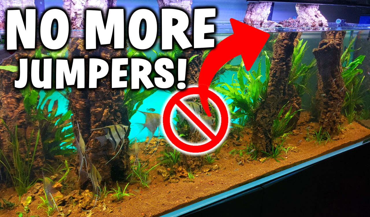 Fish Jumping Out Of Your Aquarium? Here's How To Stop It. – AQUAPROS