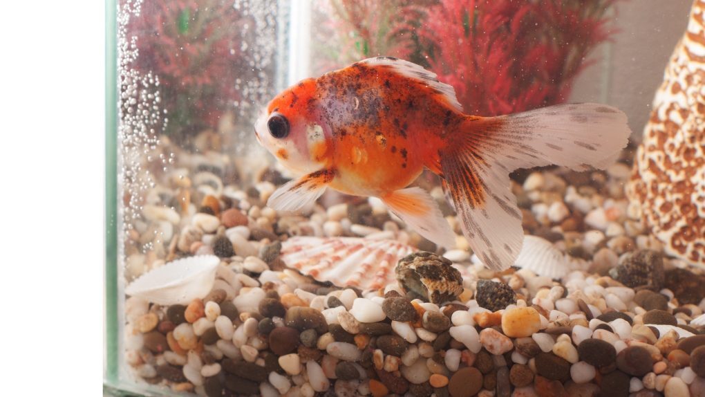 Comprehensive Guide on Aquarium Substrate: Planning, Setup, and Calculator Comprehensive Guide on Aquarium Substrate: Planning, Setup, and Calculator