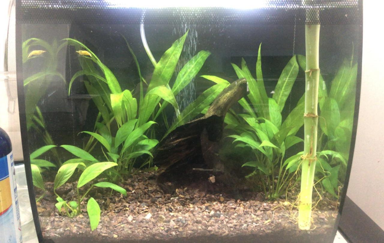 Aquarium Guide : 7 Steps - Instructables Aquarium Guide : 7 Steps - Instructables