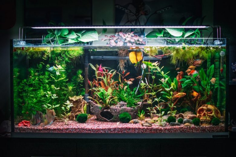 5 Easy Tips to Setup an Aquarium 5 Easy Tips to Setup an Aquarium