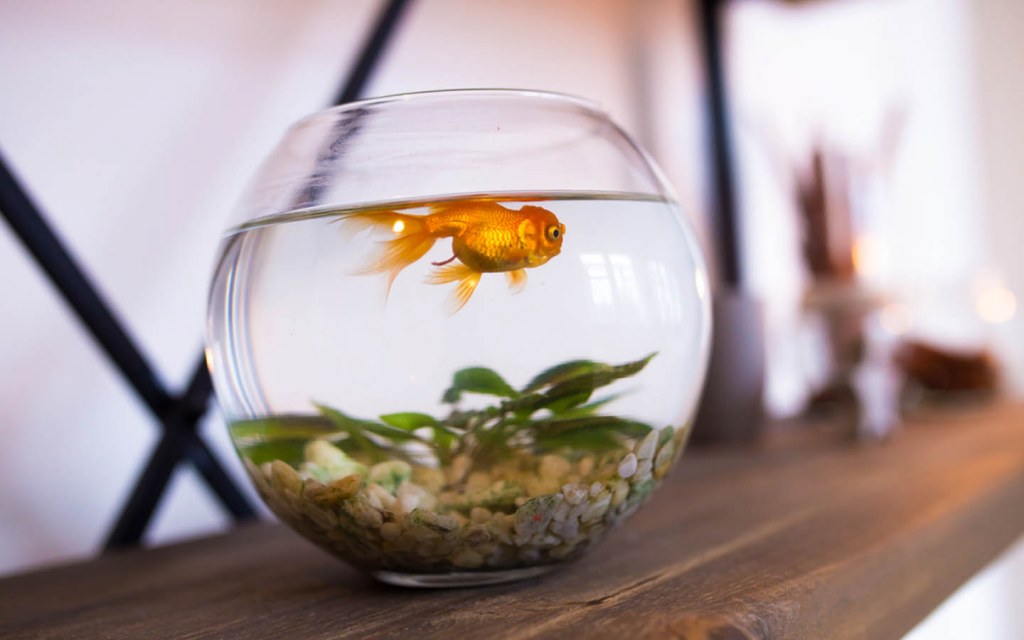 Aquarium Dimensions: The Right Size for Your Home and Fish Species ... Aquarium Dimensions: The Right Size for Your Home and Fish Species ...