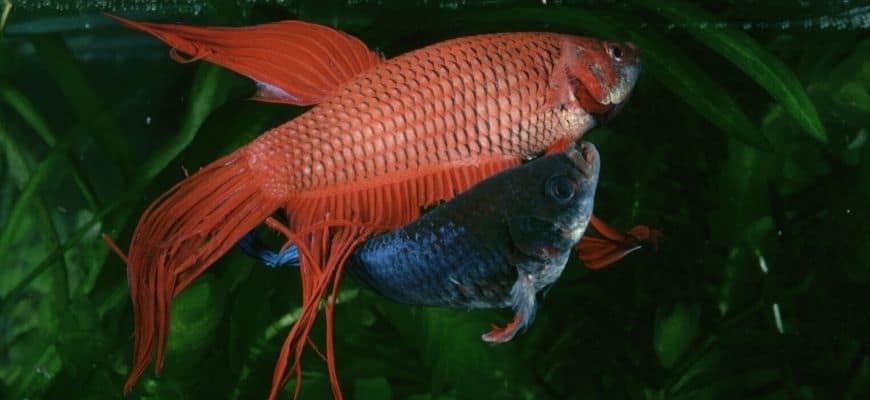 The 5 Best Tank Mates for Betta Fish (5 and 10 Gallon Tanks) - A-Z Animals The 5 Best Tank Mates for Betta Fish (5 and 10 Gallon Tanks) - A-Z Animals