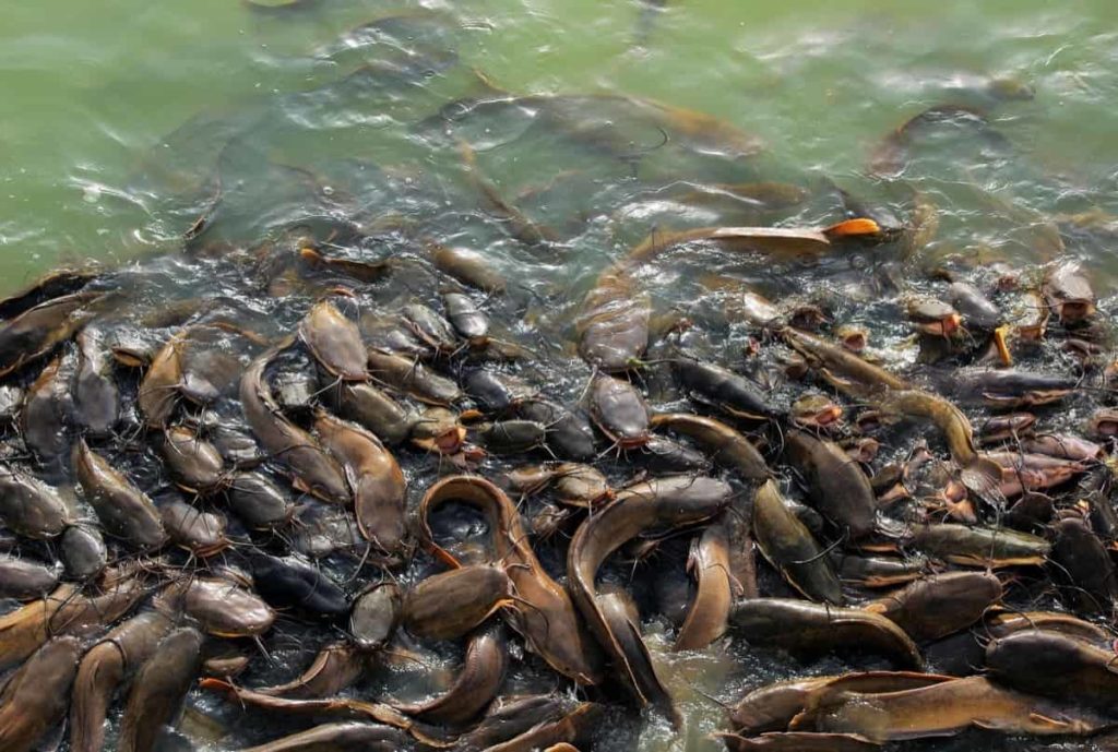 How to Prevent Common Fish Diseases