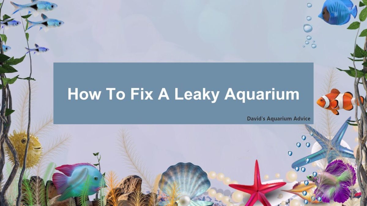 How To Reseal A Fish Tank: Explained Step-by-Step | FishTrivia