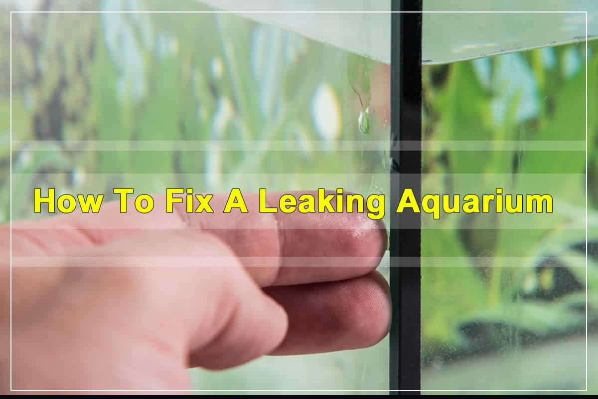 How to Fix a Leaking Aquarium without Draining? - Aquarium Sphere