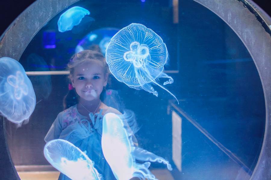 Glass Vs Acrylic Aquarium (Pros And Cons) - Betta Care Fish Guide Glass Vs Acrylic Aquarium (Pros And Cons) - Betta Care Fish Guide