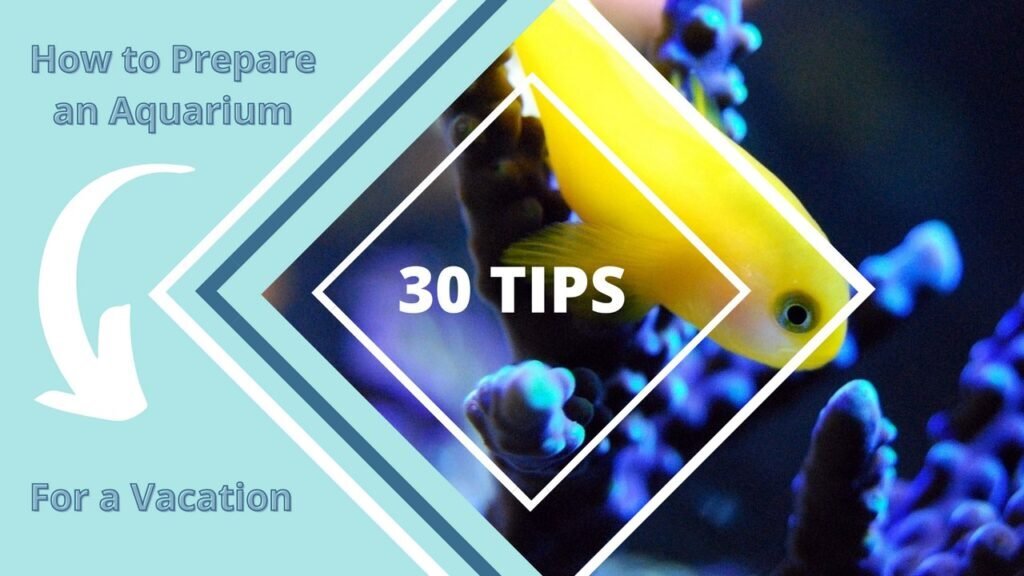 How to Prepare an Aquarium for a Vacation- 30 Great Tips How to Prepare an Aquarium for a Vacation- 30 Great Tips