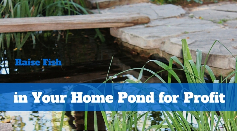 Raise Fish in Your Home Pond for Profit | WorldWide Aquaculture