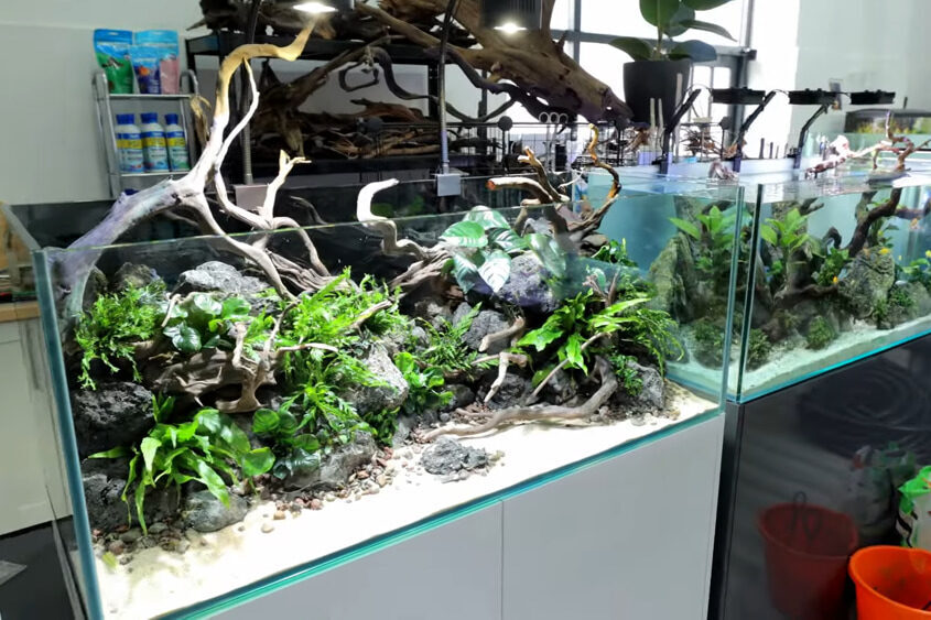 First Aquarium (5gal) stocking ideas? : r/Aquariums First Aquarium (5gal) stocking ideas? : r/Aquariums