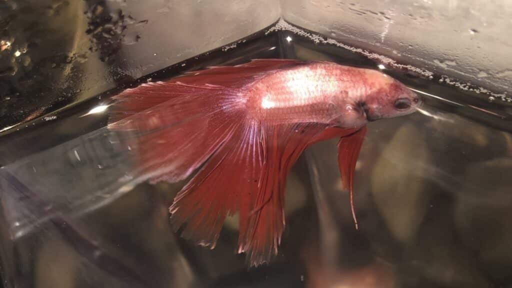 Types Of Fish Diseases : How To Prevent And What Causes