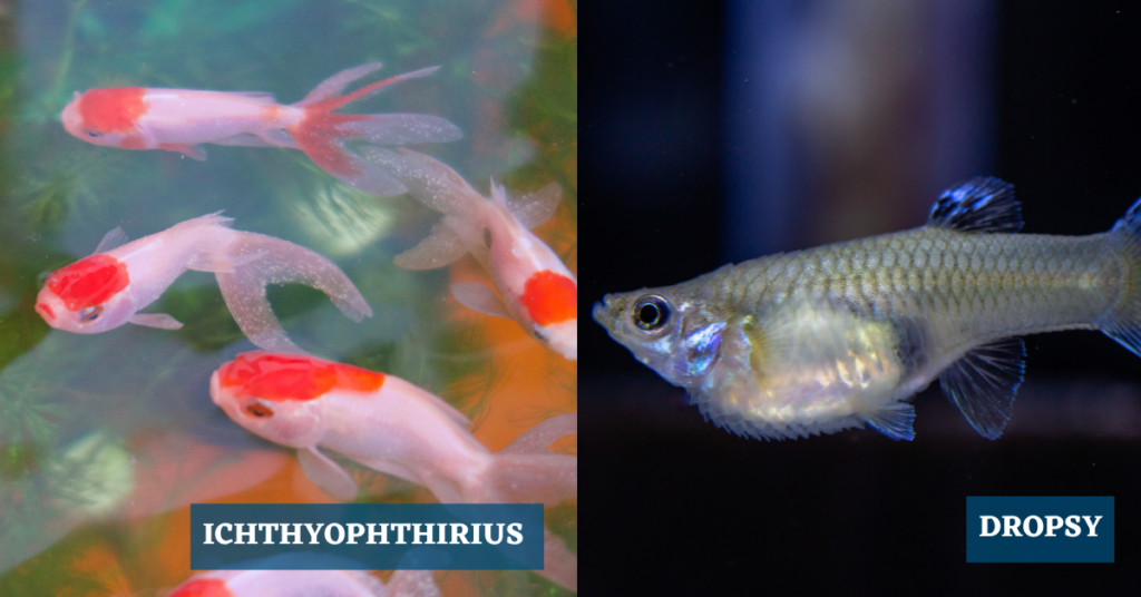 Healthy Fish, Happy Tank: Essential Tips for Preventing Common Fish ...