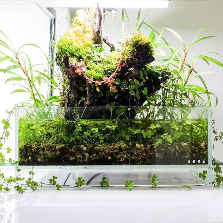 Stocking Ideas for my 90l (25gal) aquarium? : r/Aquariums Stocking Ideas for my 90l (25gal) aquarium? : r/Aquariums