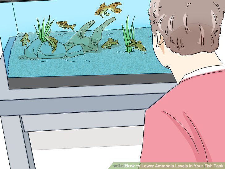 3 Ways to Lower Ammonia Levels in Your Fish Tank - wikiHow 3 Ways to Lower Ammonia Levels in Your Fish Tank - wikiHow