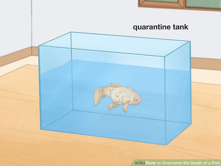 How to Overcome the Death of a Fish: 12 Steps (with Pictures)