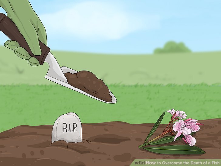 How to Overcome the Death of a Fish: 12 Steps (with Pictures)