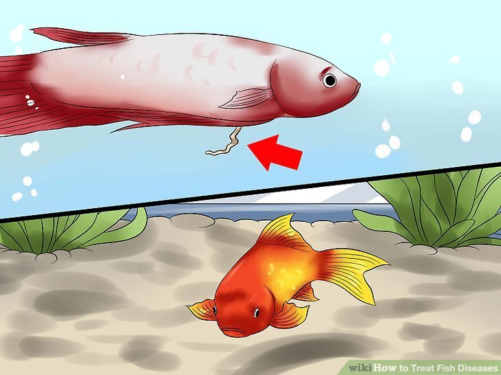 How to Treat Fish Diseases: 13 Steps (with Pictures) - wikiHow