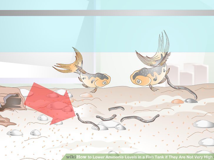 How to Lower Ammonia Levels in a Fish Tank if They Are Not Very High How to Lower Ammonia Levels in a Fish Tank if They Are Not Very High
