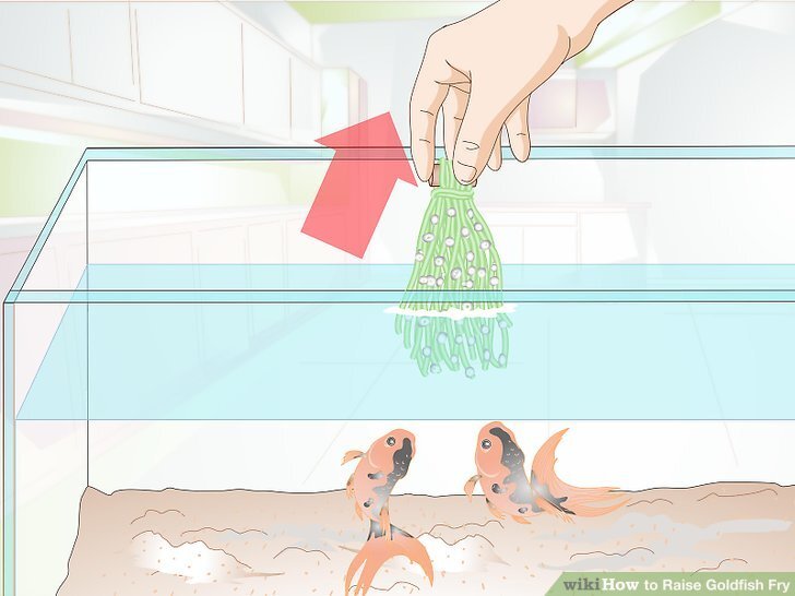 How to Raise Goldfish Fry: 13 Steps (with Pictures) - wikiHow