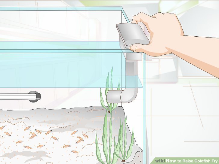 How to Raise Goldfish Fry: 13 Steps (with Pictures) - wikiHow