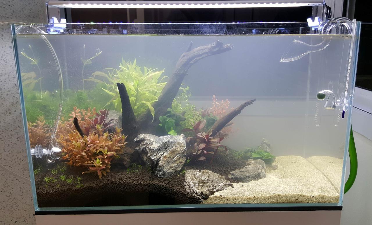Why Is My Fish Tank Cloudy? Tips To Fix Cloudy Aquarium Water Why Is My Fish Tank Cloudy? Tips To Fix Cloudy Aquarium Water