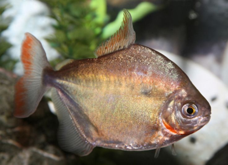 Vacation Tips: Preparing Your Aquarium Before Leaving Vacation Tips: Preparing Your Aquarium Before Leaving