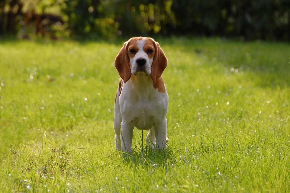 Free photo: Dog, Puppy, Beagle, Doggy, Animal - Free Image on Pixabay ... Free photo: Dog, Puppy, Beagle, Doggy, Animal - Free Image on Pixabay ...