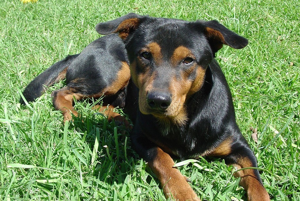 Dog Puppy Pet · Free photo on Pixabay Dog Puppy Pet · Free photo on Pixabay