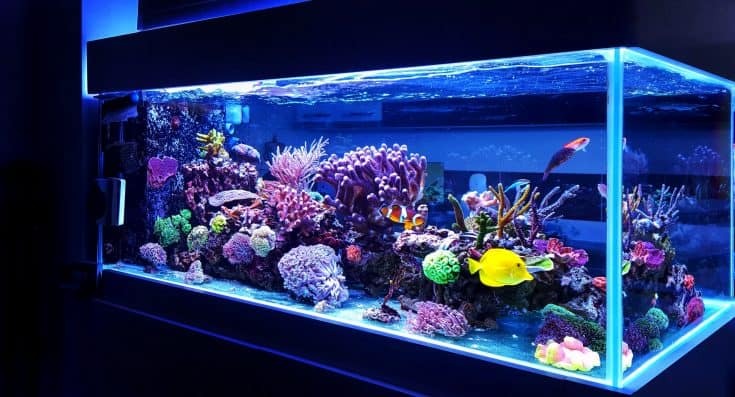 Custom made fish tanks | Glass vs Acrylic Aquarium Custom made fish tanks | Glass vs Acrylic Aquarium