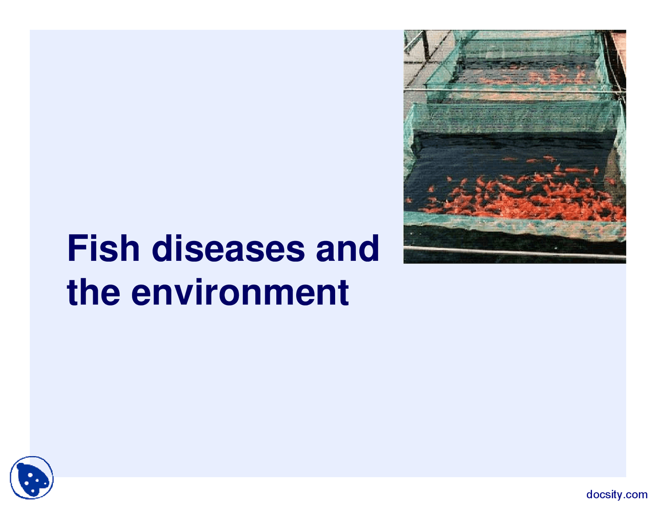Diagnosing Fish Diseases: A Comprehensive Guide to Treatment