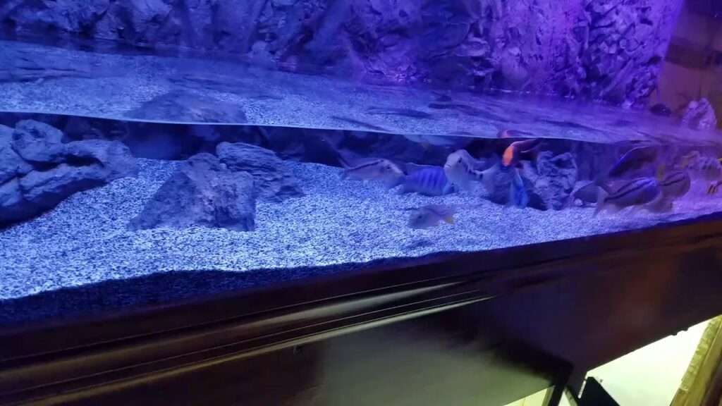 Home Aquarium Ideas - repairing aquarium leaks - Aquarium Reference Home Aquarium Ideas - repairing aquarium leaks - Aquarium Reference