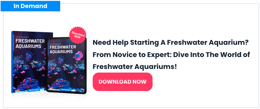 24 Peaceful Community Fish For Your Tank (With Pics!) | FishLab 24 Peaceful Community Fish For Your Tank (With Pics!) | FishLab