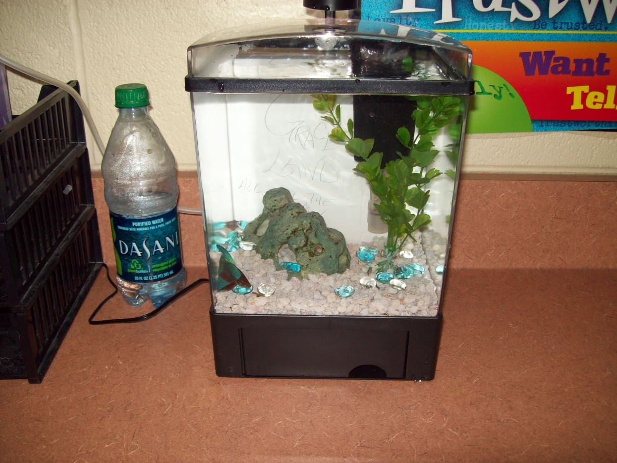 24 Peaceful Community Fish For Your Tank (With Pics!) 24 Peaceful Community Fish For Your Tank (With Pics!)