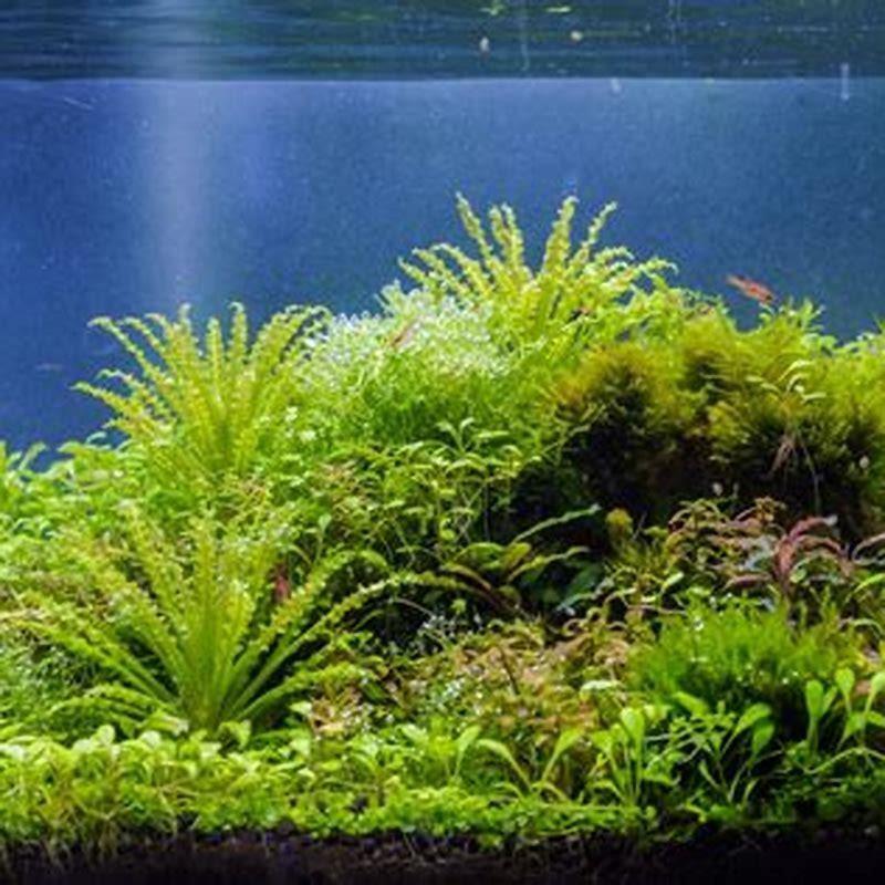How do you plant aquarium plants in substrates? - DIY Seattle