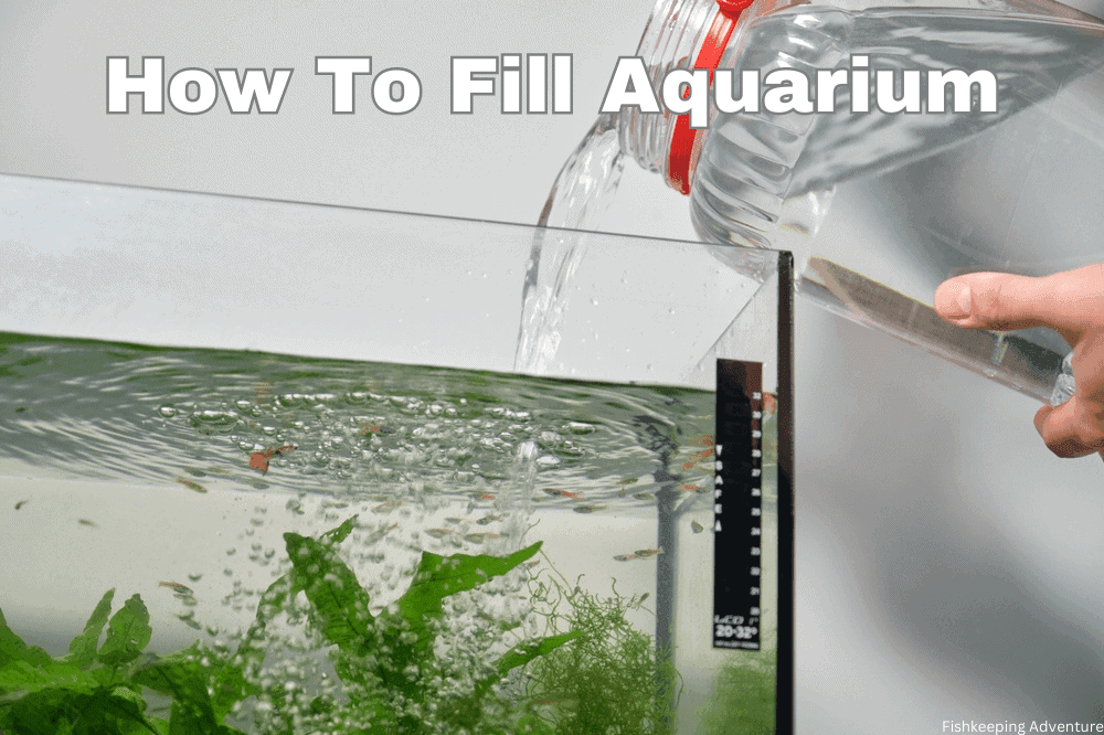 Everything you need to know about aquarium substrate - Bunnycart Blog Everything you need to know about aquarium substrate - Bunnycart Blog