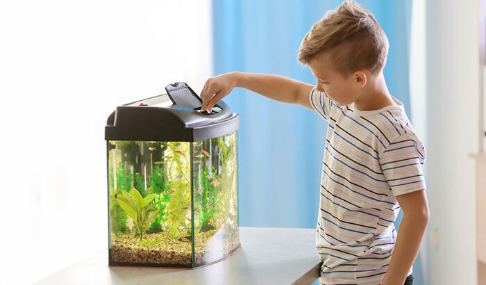 How to Lower Ammonia Levels in Fish Tank Naturally - Aquatic Eden How to Lower Ammonia Levels in Fish Tank Naturally - Aquatic Eden