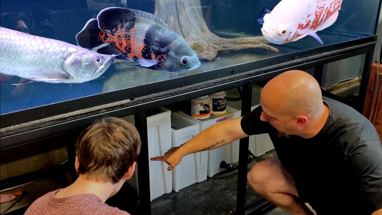 The Best Aquarium Filter For Your New Fish Tank – AQUAPROS The Best Aquarium Filter For Your New Fish Tank – AQUAPROS