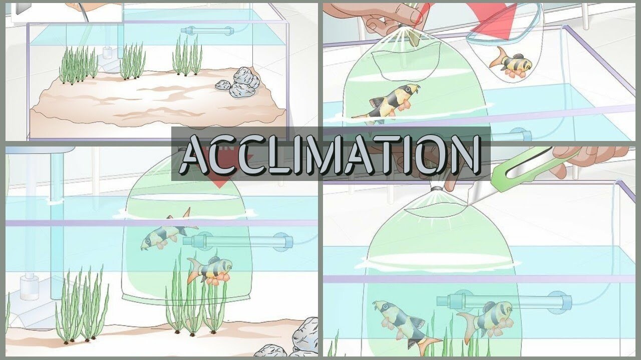 Heat Acclimatization Overview - YouTube