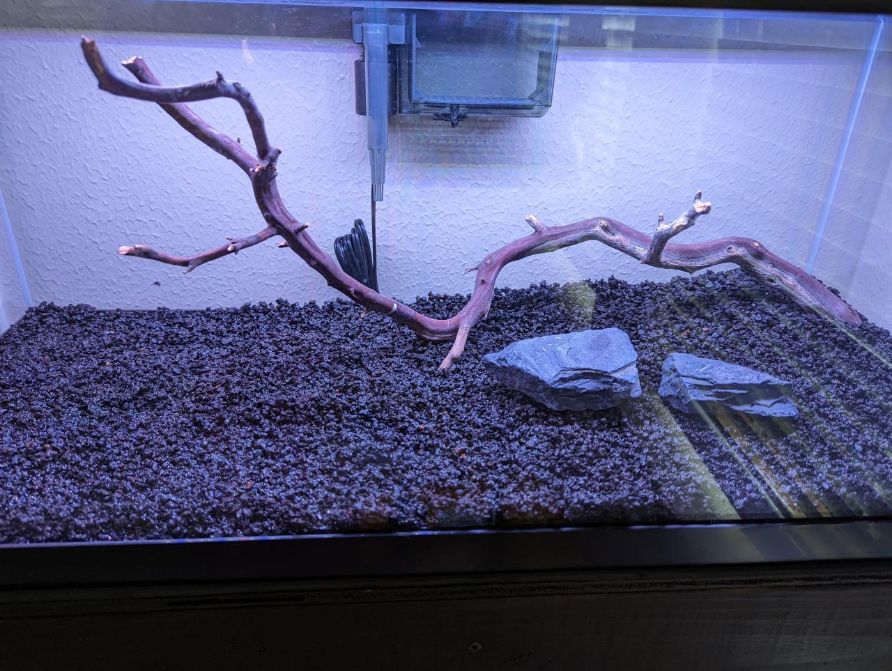 I'm thinking more rocks? First time trying to aquascape. I'll be adding ... I'm thinking more rocks? First time trying to aquascape. I'll be adding ...