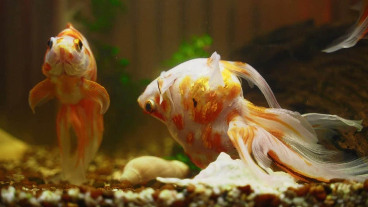 How to Keep Your Fish from Dying: 12 Steps (with Pictures)