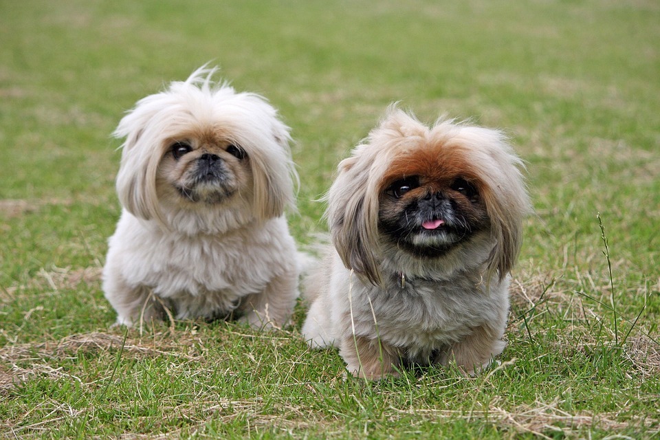 Free photo: Pekingese, Dogs, Cute, Animal, Pet - Free Image on Pixabay ... Free photo: Pekingese, Dogs, Cute, Animal, Pet - Free Image on Pixabay ...