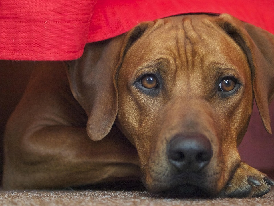 Rhodesian Ridgeback Dog Breed · Free photo on Pixabay Rhodesian Ridgeback Dog Breed · Free photo on Pixabay