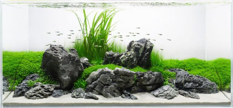 Aquascaping Rocks: Planted Aquarium Hardscape Essentials Part 2 ... Aquascaping Rocks: Planted Aquarium Hardscape Essentials Part 2 ...