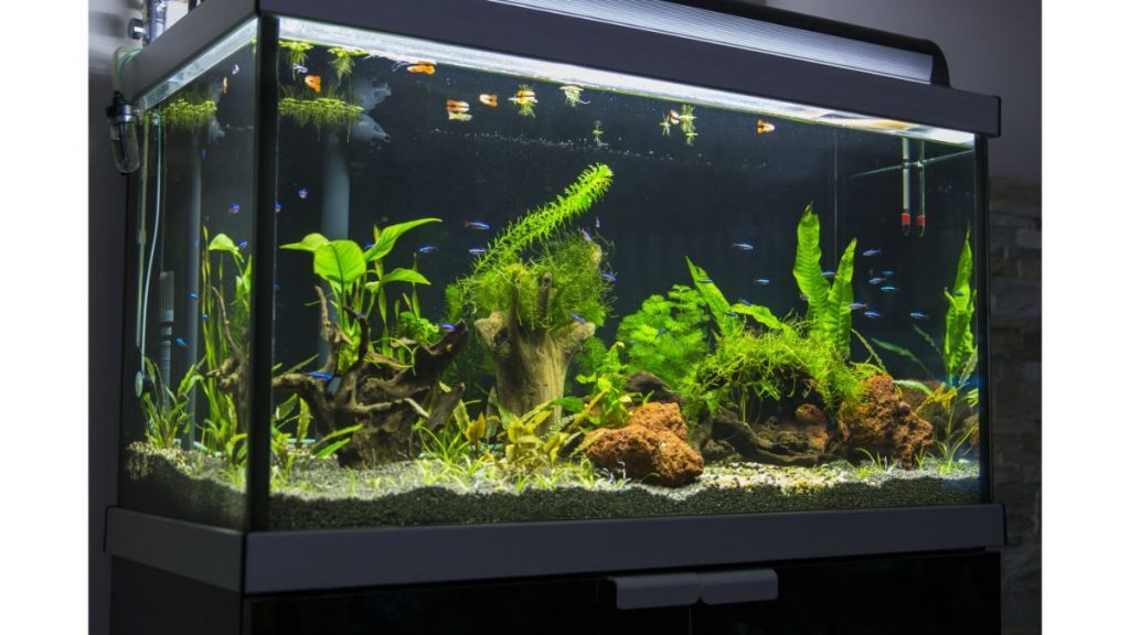 Soundproofing Your Aquarium Pump | Soundproofing America Soundproofing Your Aquarium Pump | Soundproofing America