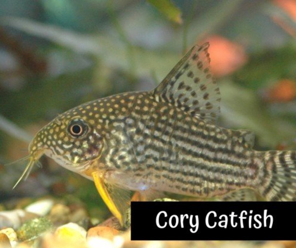 13 Safe and Compatible Betta Fish Tank Mates – GemePet 13 Safe and Compatible Betta Fish Tank Mates – GemePet