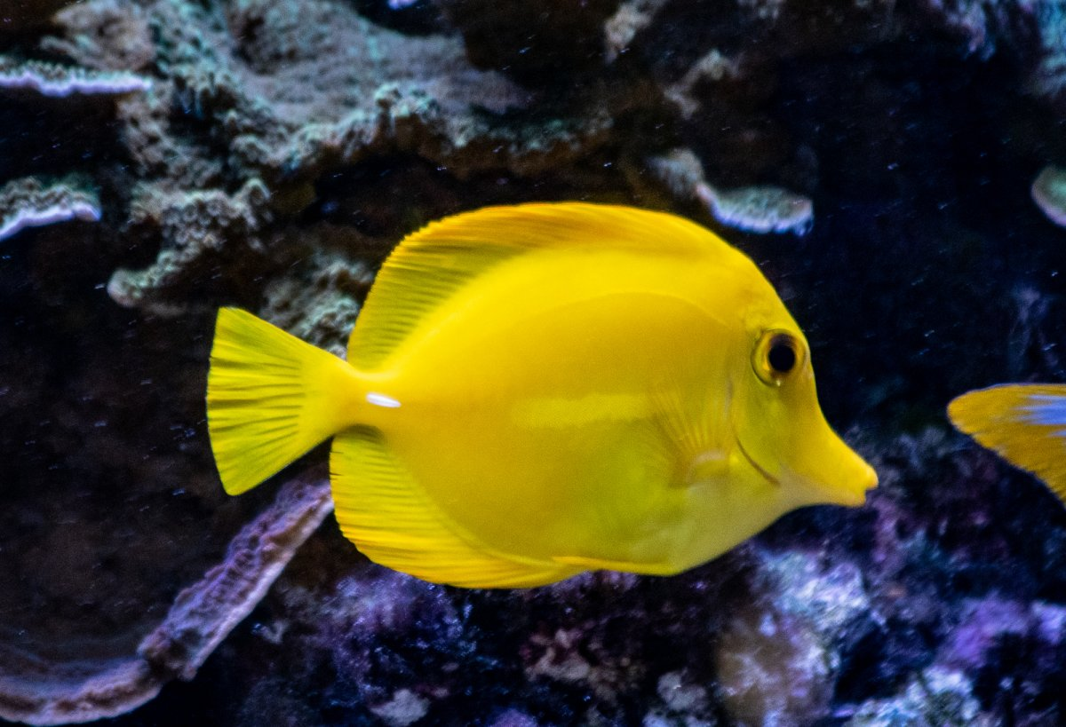 What are signs of a healthy fish? — Kellyville Pets What are signs of a healthy fish? — Kellyville Pets