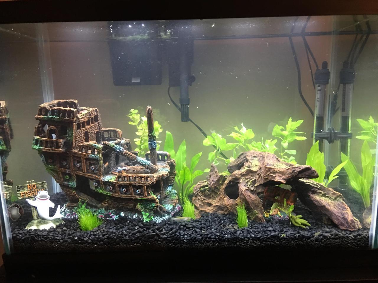 Aquarium Change: Move to a New Aquarium | Pet Reader Aquarium Change: Move to a New Aquarium | Pet Reader